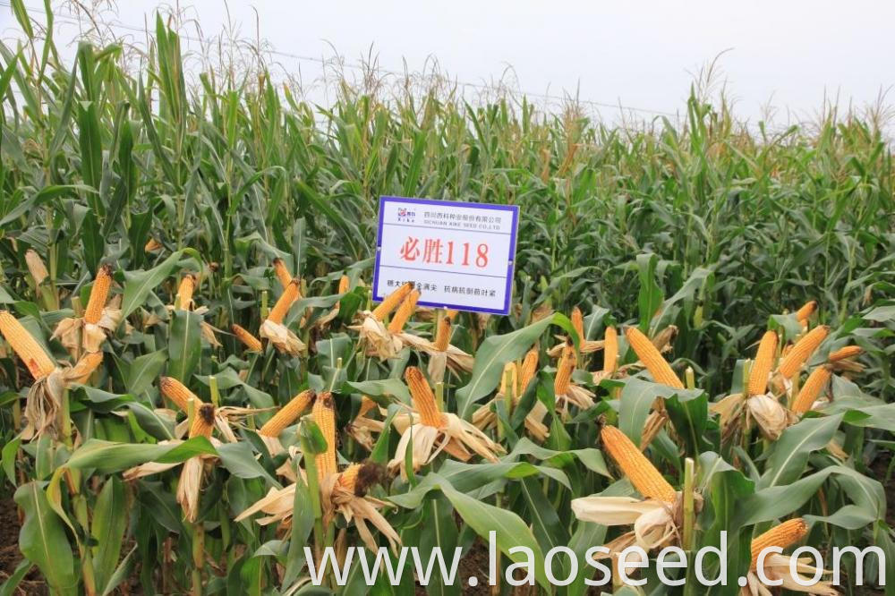 High Quality Yellow Corn Maize Grains